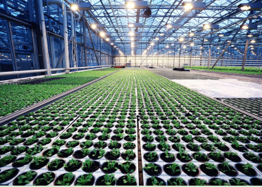 CO2传感器在温室农业和垂直农业中的应用