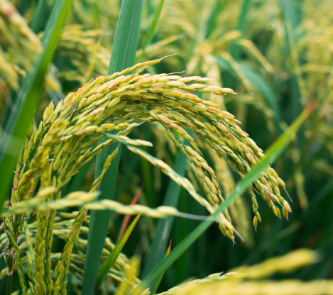 N2O传感器稻田施肥导致土壤一氧化二氮浓度增加