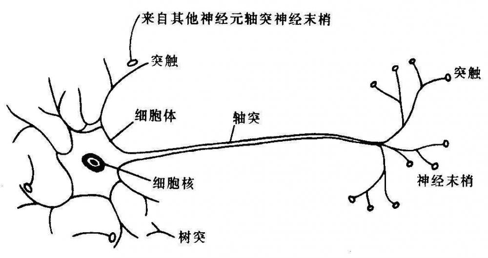 單個神經(jīng)元 - 副本.jpeg